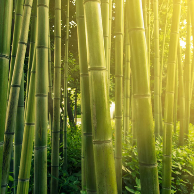 Bamboo Extract