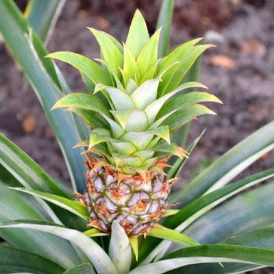 Bromelain